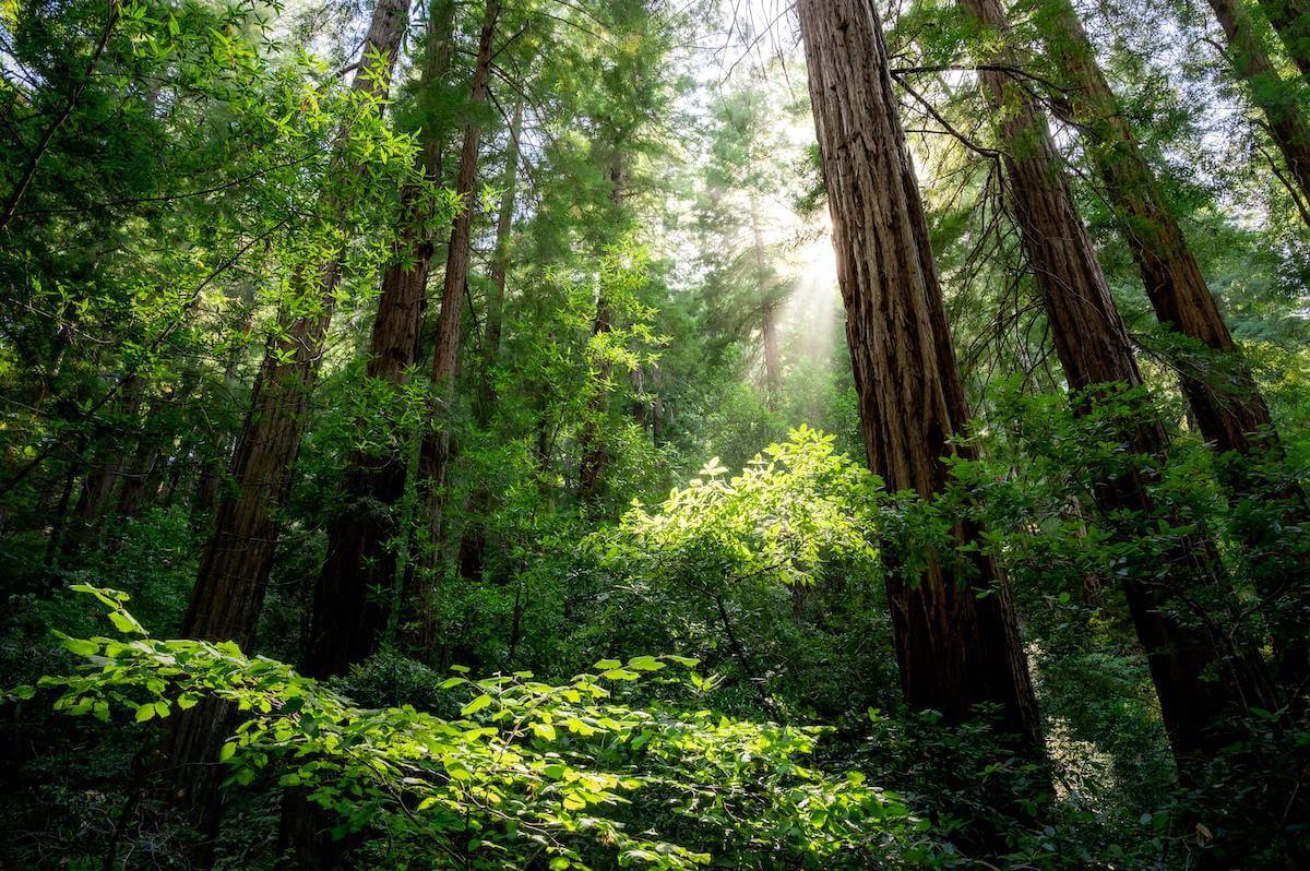 Towering redwood trees and lush green plants in Mill Valley, Marin County. Rank Marin, Marin Businesses by Category