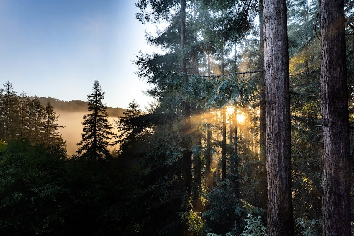 Tall redwood trees in Fairfax, Marin County, with sunlight filtering through the branches, creating a peaceful forest scene.