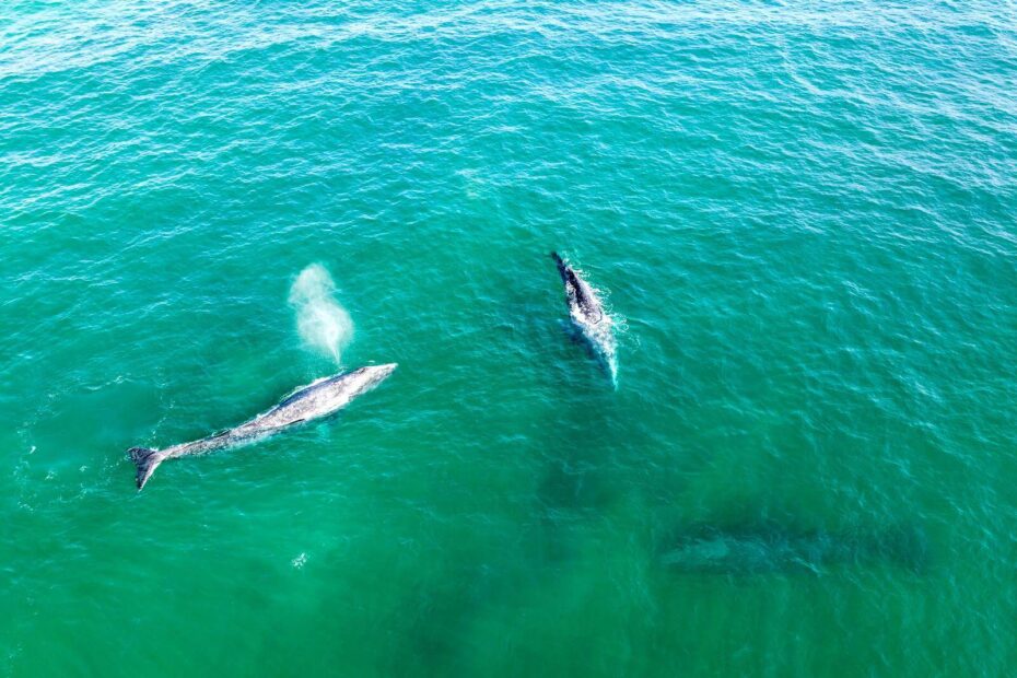 Aerial view of gray whales surfacing in bluish-green waters off the Marin County coast.